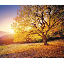 Boom met herfstbladeren in een landschap