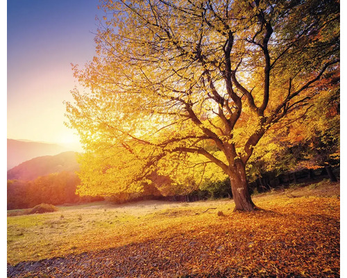 Boom met herfstbladeren in een landschap