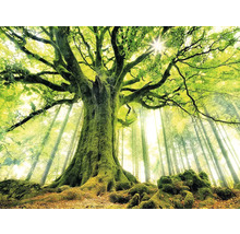 Gezicht op bomen in het bos met zonlicht