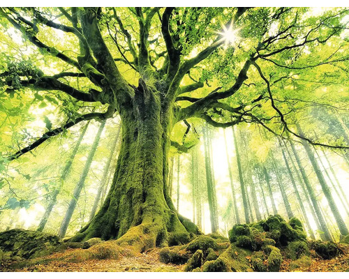 Gezicht op bomen in het bos met zonlicht