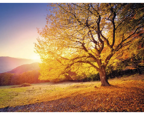 Herfstlandschap met loofboom in gouden licht