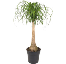 Olifantspoot in pot