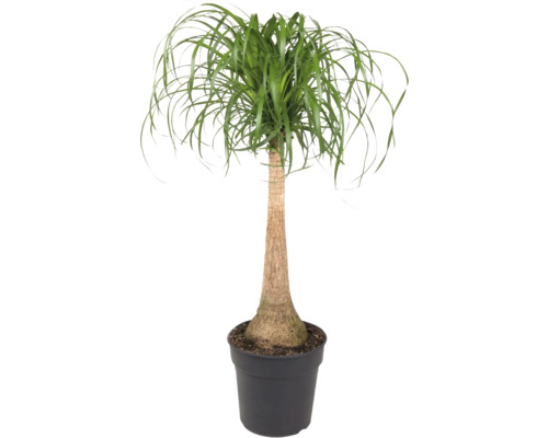 FLORASELF Olifantspoot Beaucarnea potmaat Ø 27 cm H 100 cm