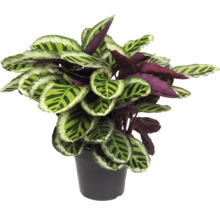 Pijlwortel kamerplant in pot