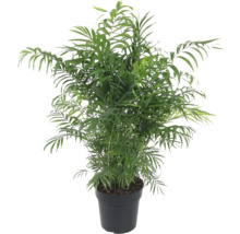 Chamadorea kamerpalm in pot