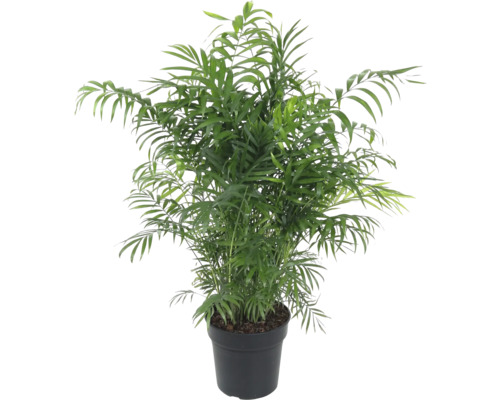 FLORASELF Mexicaanse dwergpalm Chamaedorea Elegans potmaat Ø 21 cm H 80 cm Chamadorea kamerpalm in pot