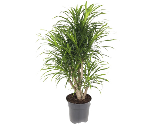 FLORASELF Drakenbloedboom Dracaena Anita potmaat Ø 24 cm H 100 cm