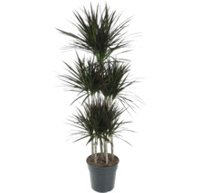 Drakenboom in pot