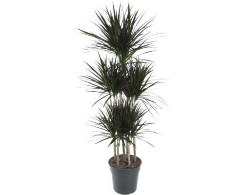 FLORASELF Drakenbloedboom Dracaena magenta carrousel potmaat Ø 31 cm H 150 cm