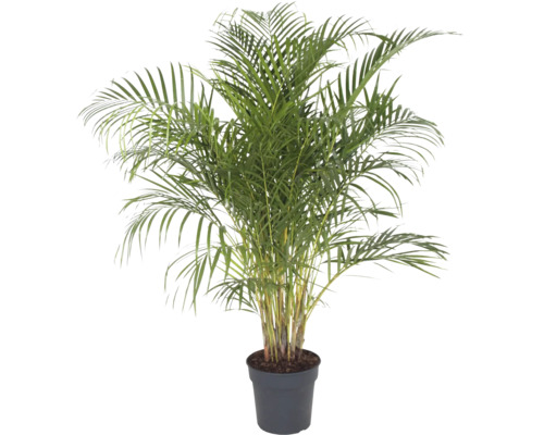 FLORASELF Goudpalm Dypsis lutescens potmaat Ø 27 cm H 140 cm FLORASELF Goudpalm Dypsis lutescens potmaat Ø 27 cm H 140 cm