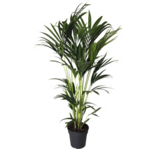 Groene kamerpalm in een pot