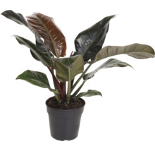 Philodendron in een zwarte pot als kamerplant