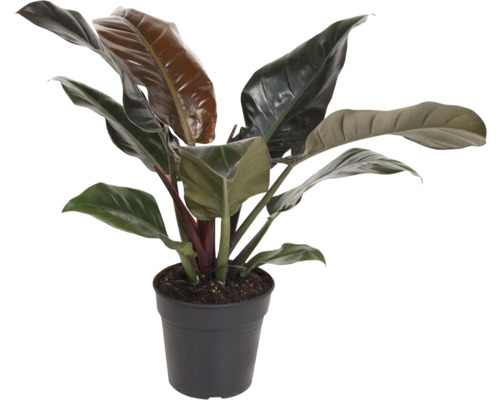 FLORASELF Philodendron Philodendron imperal red potmaat Ø 19 cm H 70 cm