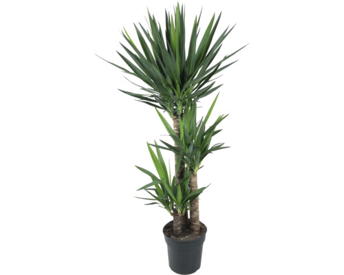 FLORASELF Palmlelie Yucca potmaat Ø 27 cm H 140 cm FLORASELF Palmlelie Yucca potmaat Ø 27 cm H 140 cm