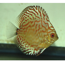 Discusvis met rood patroon