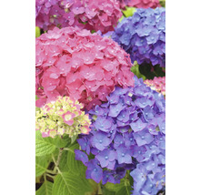 Hortensia Hydrangea Endless Summer® 'SummerLove' ® *pinkrot* potmaat Ø 23,0 cm H 30-35 cm-thumb-0