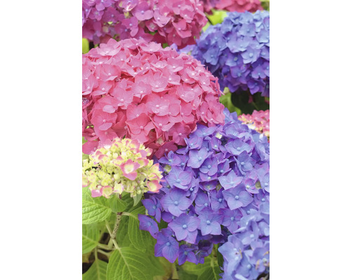Hortensia Hydrangea Endless Summer® 'SummerLove' ® *pinkrot* potmaat Ø 23,0 cm H 30-35 cm-0