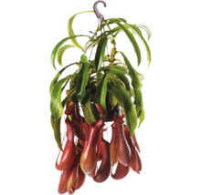 Hangplant met bekers