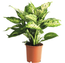 Dieffenbachia plant in pot