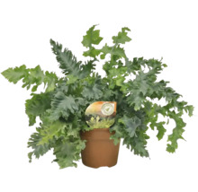 Kangoeroevaren plant in pot