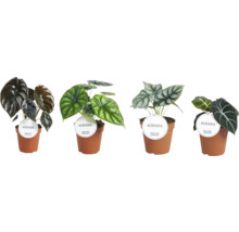 Diverse Alocasia kamerplanten in potten