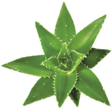 Aloë Vera plant met gekartelde bladeren