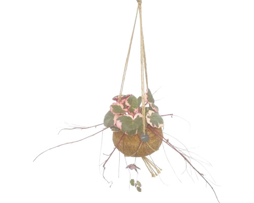 FLORASELF Kokodama hanger saxifraga tricolor potmaat Ø 15 cm H 20 cm FLORASELF Kokodama hanger saxifraga tricolor potmaat Ø 15 cm H 20 cm