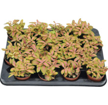 Tray met Fittonia kamerplanten in potten