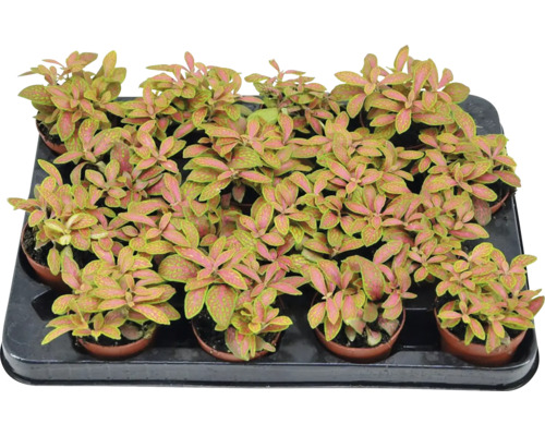 Tray met Fittonia kamerplanten in potten