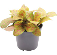 Fittonia plant in pot met bladerpatroon