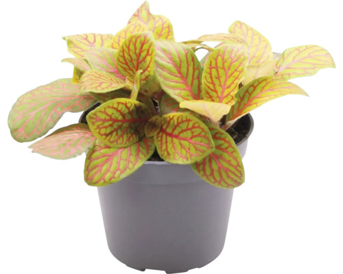 FLORASELF Mozaïekplant Skeleton Fittonia Skeleton potmaat Ø 7 cm H 10-12 cm Fittonia plant in pot met bladerpatroon