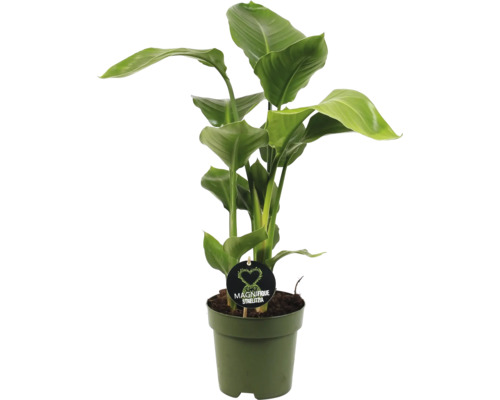 FLORASELF Paradijsvogelplant Strelitzia nicolai potmaat Ø 17 cm H 60-70 cm Strelitzia kamerplant in pot