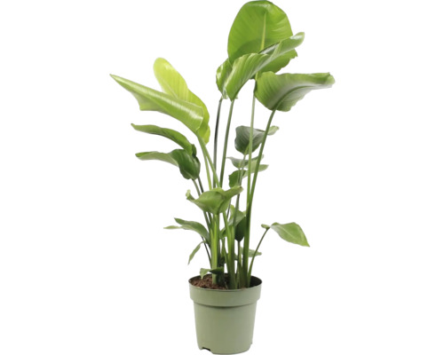 FLORASELF Paradijsvogelplant Strelitzia nicolai potmaat Ø 27 cm H 130 cm