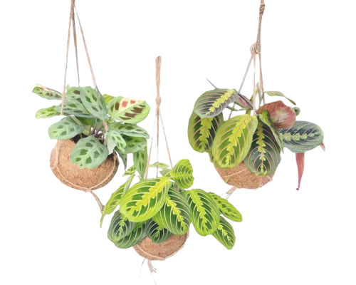 FLORASELF Kokodama Gebedsplant Hanger Maranta Mix potmaat Ø 15 cm H 35 cm Drie hangende gebedsplanten in kokosnootschalen met touwen om op te hangen