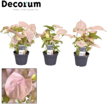 Drie potplanten van het type Syngonium Neon Robusta, kamerplant