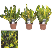 Drie Croton kamerplanten in potten