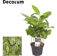 Kamerplant koffiestruik in pot
