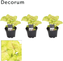 Drie potplanten Syngonium Neon Robusta in zwarte kunststof pot