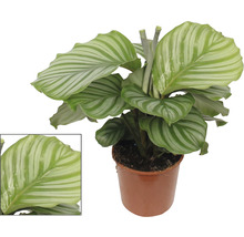 Calathea kamerplant in pot