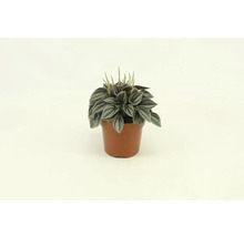 Peperomia plant in pot