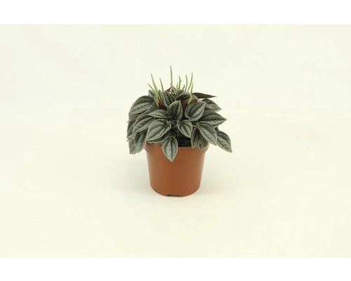 Peperomia plant in pot