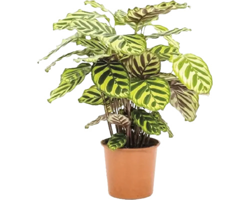 FLORASELF Pauwenplant Calathea makoyana potmaat Ø 21 cm H 80-85 cm