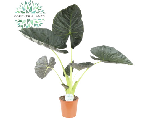 FLORASELF Olifantsoor Alocasia regal shields potmaat Ø 24 cm H 100-110 cm