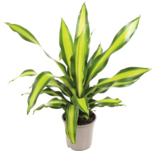 Drakenbloedboom in pot als kamerplant