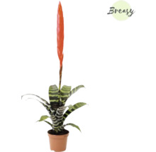 Flammend Zwaard kamerplant in pot
