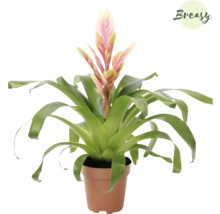 Bromelia in pot met bloem