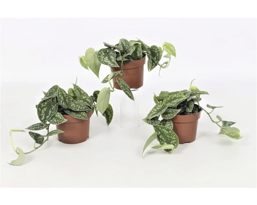 Drie potplanten met zilvergrijze bladeren