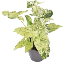 Pijlblad kamerplant in pot