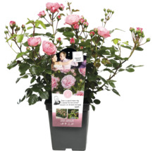 Roze perkroos in pot met roze bloemen