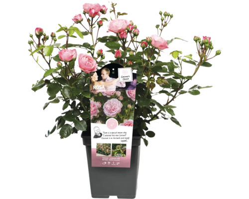 Roze perkroos in pot met roze bloemen